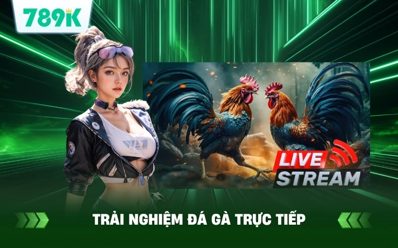 Đá Gà Trực Tiếp Hôm Nay | Xem Cực Nét, Cực Hay Tại 789K 2 Trải Nghiệm Đá Gà Trực Tiếp Hôm Nay Cực Nét Trên 789K